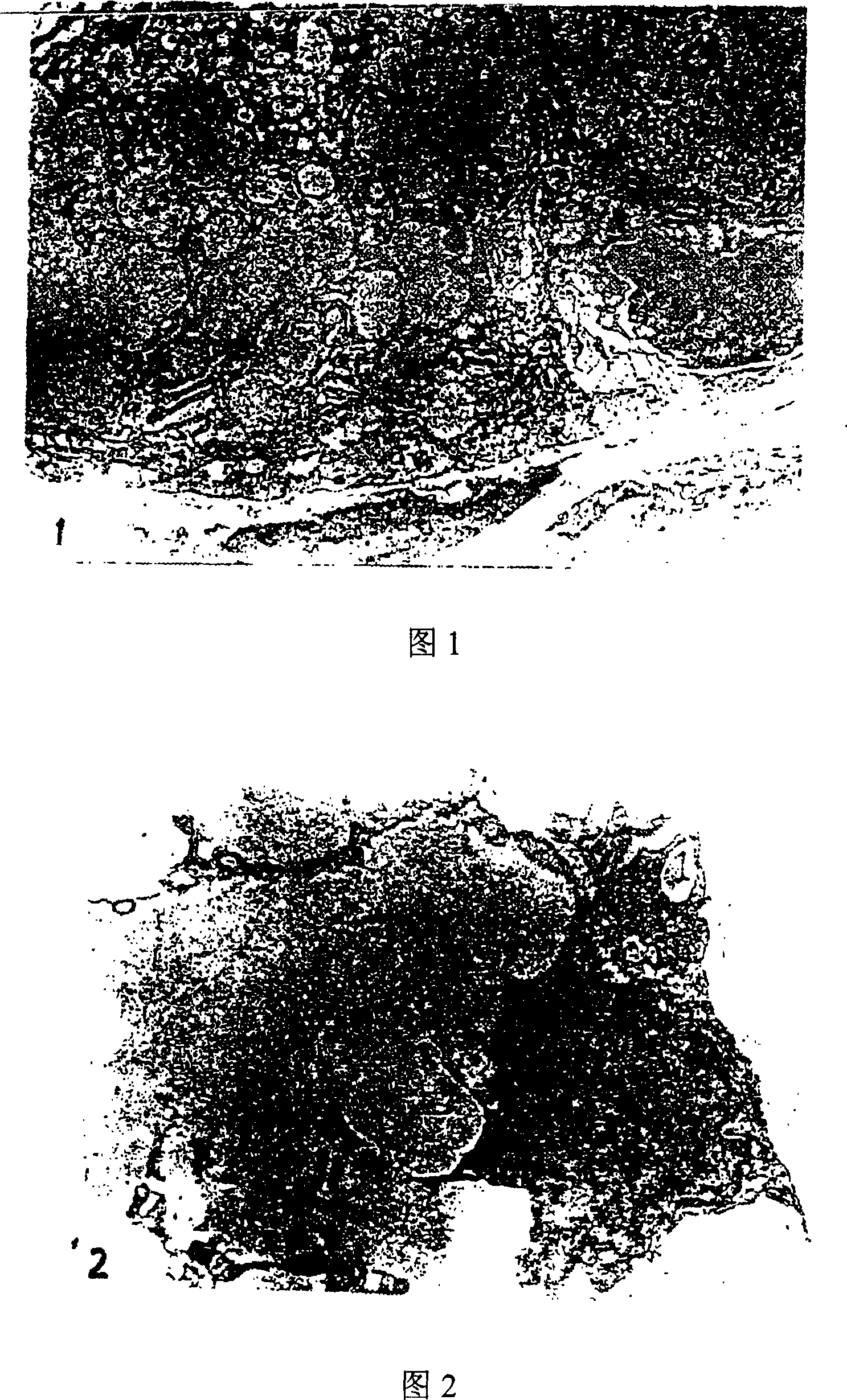 Pharmaceutical composition, preparing method and use the same