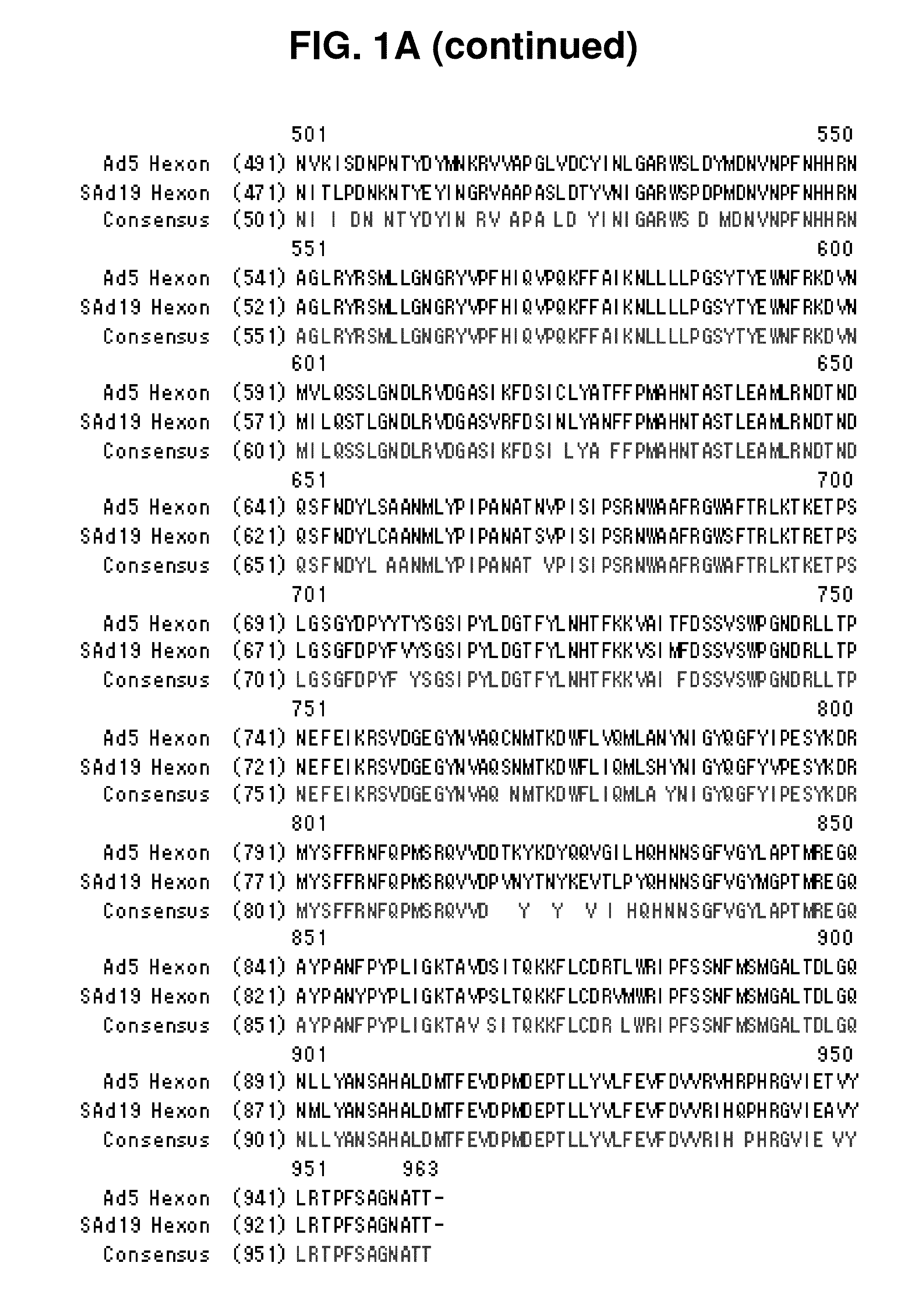 Hexon isolated from simian adenovirus serotype 19, hypervariable region thereof and chimeric adenovirus using the same