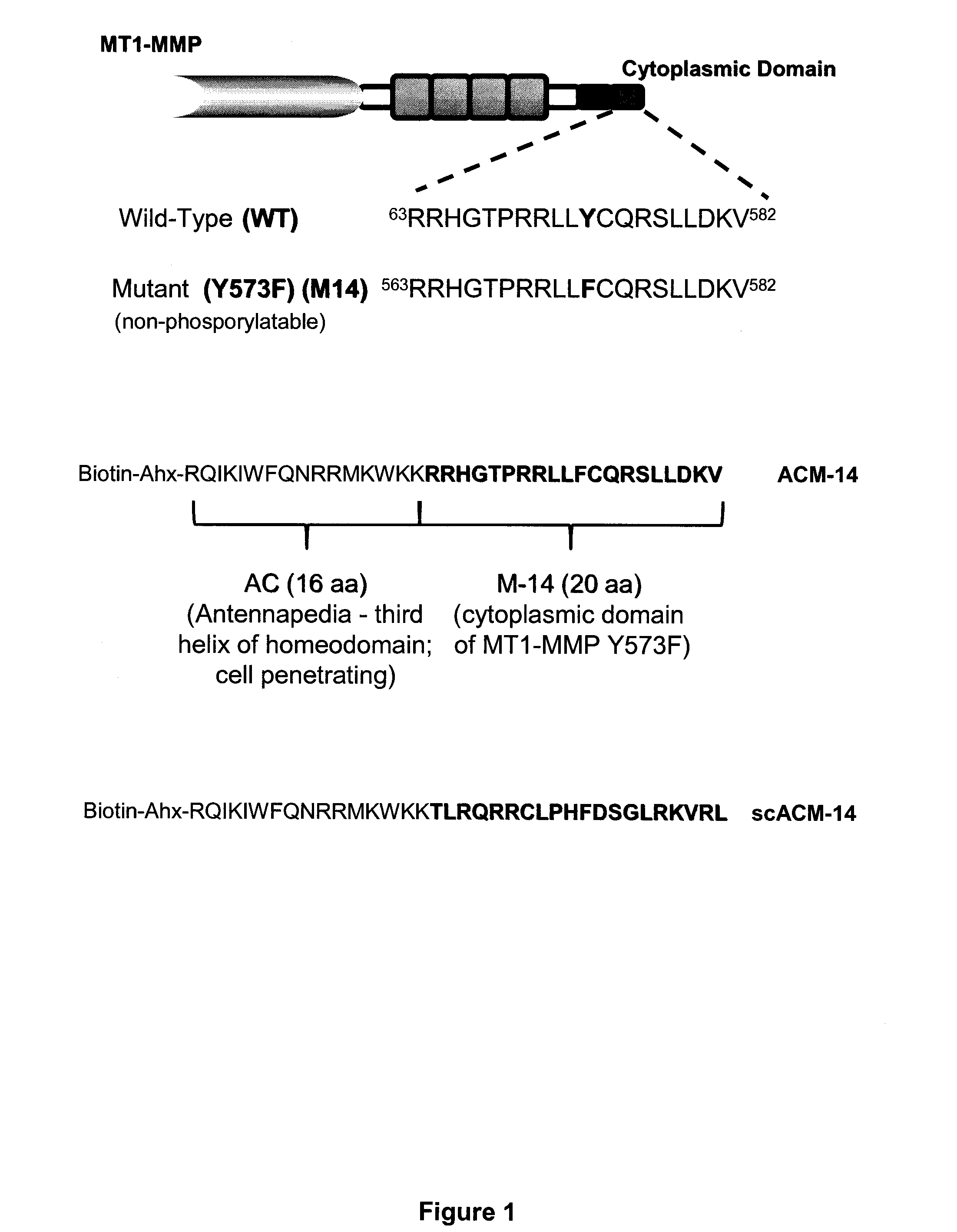 Membrane type-1 matrix metalloprotein inhibitors and uses thereof