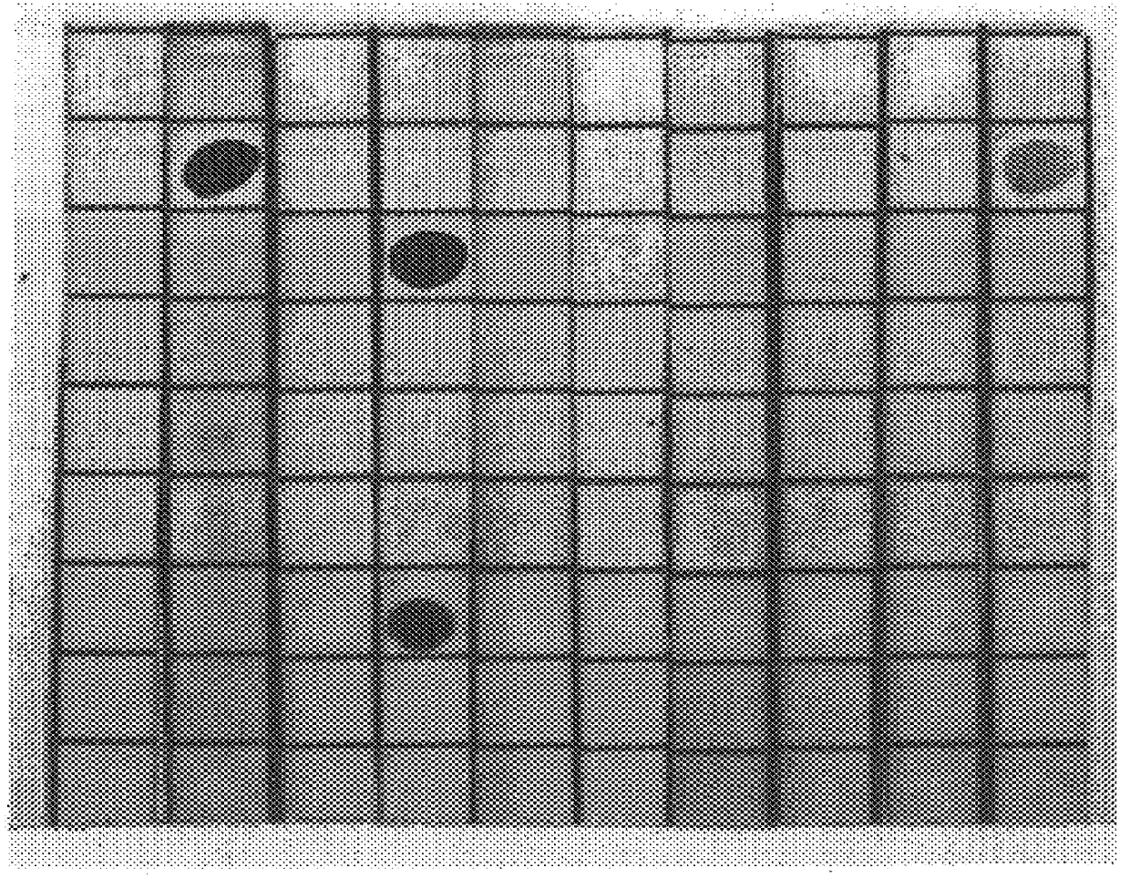 Process for producing GM2 specific antibodies