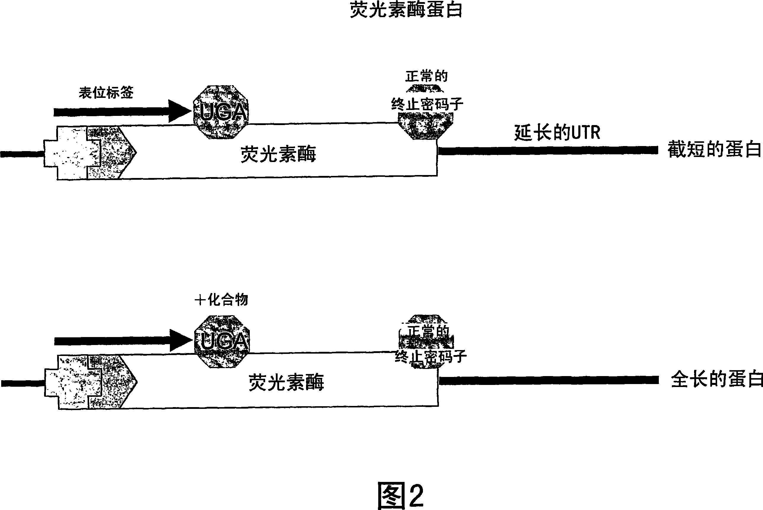 Pyrazole or triazole compounds and their use for the manufacture of a medicament for treating somatic mutation-related diseases