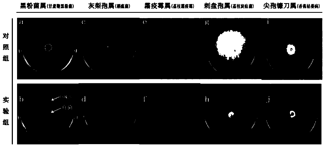 Sugarcane endophytic bacillus and application thereof