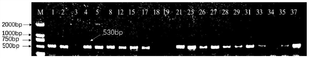 Breeding method of clubroot-resistant orange-heading Chinese cabbage new germplasm