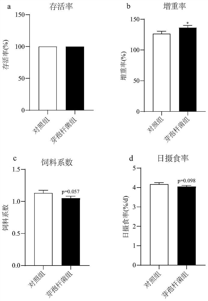 Probiotic strain for aquatic feeding and preparation method for microbial agent of probiotic strain