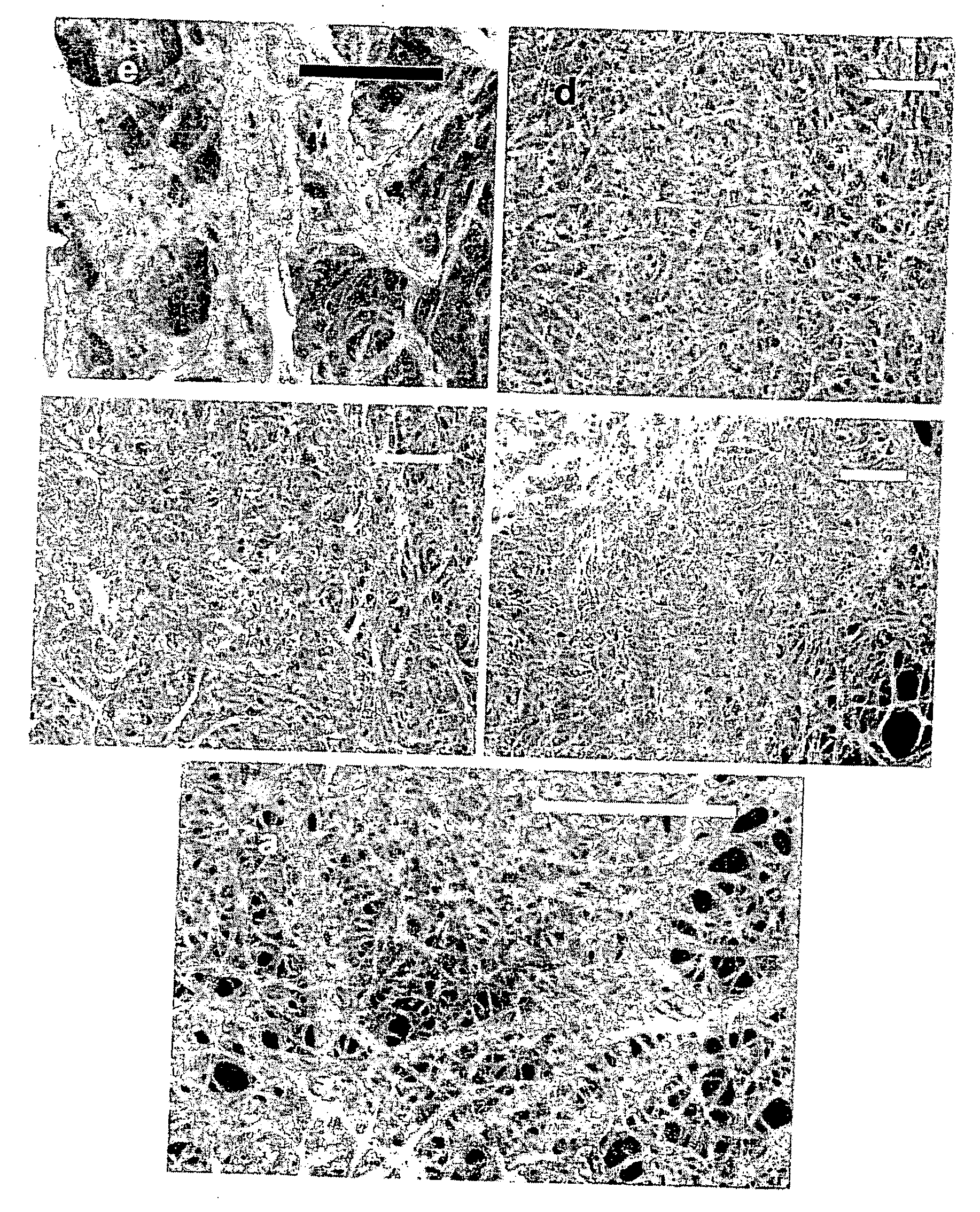 Sidewall-functionalized carbon nanotubes, and methods for making the same