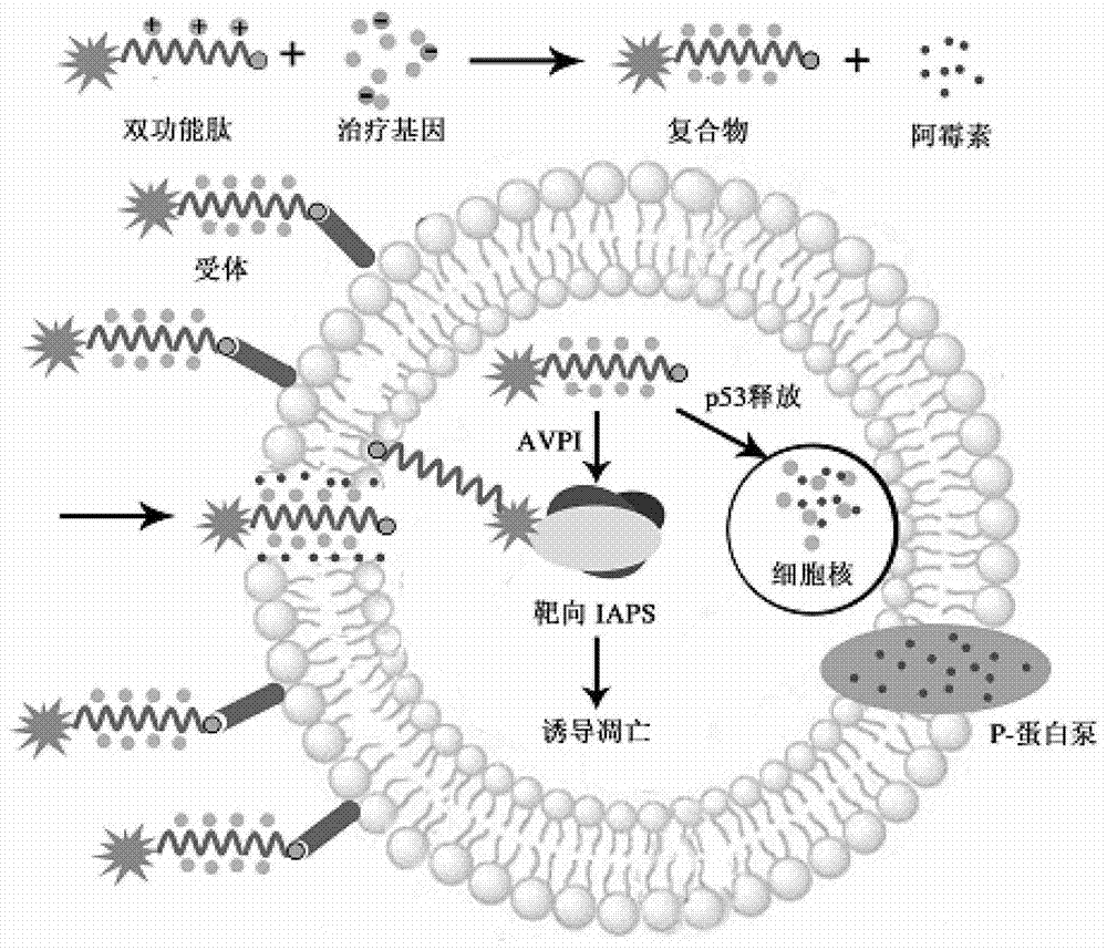 Bifunctional peptide, complex formed of said bifunctional peptide and nucleic acid molecule, and pharmaceutical composition for treating tumors