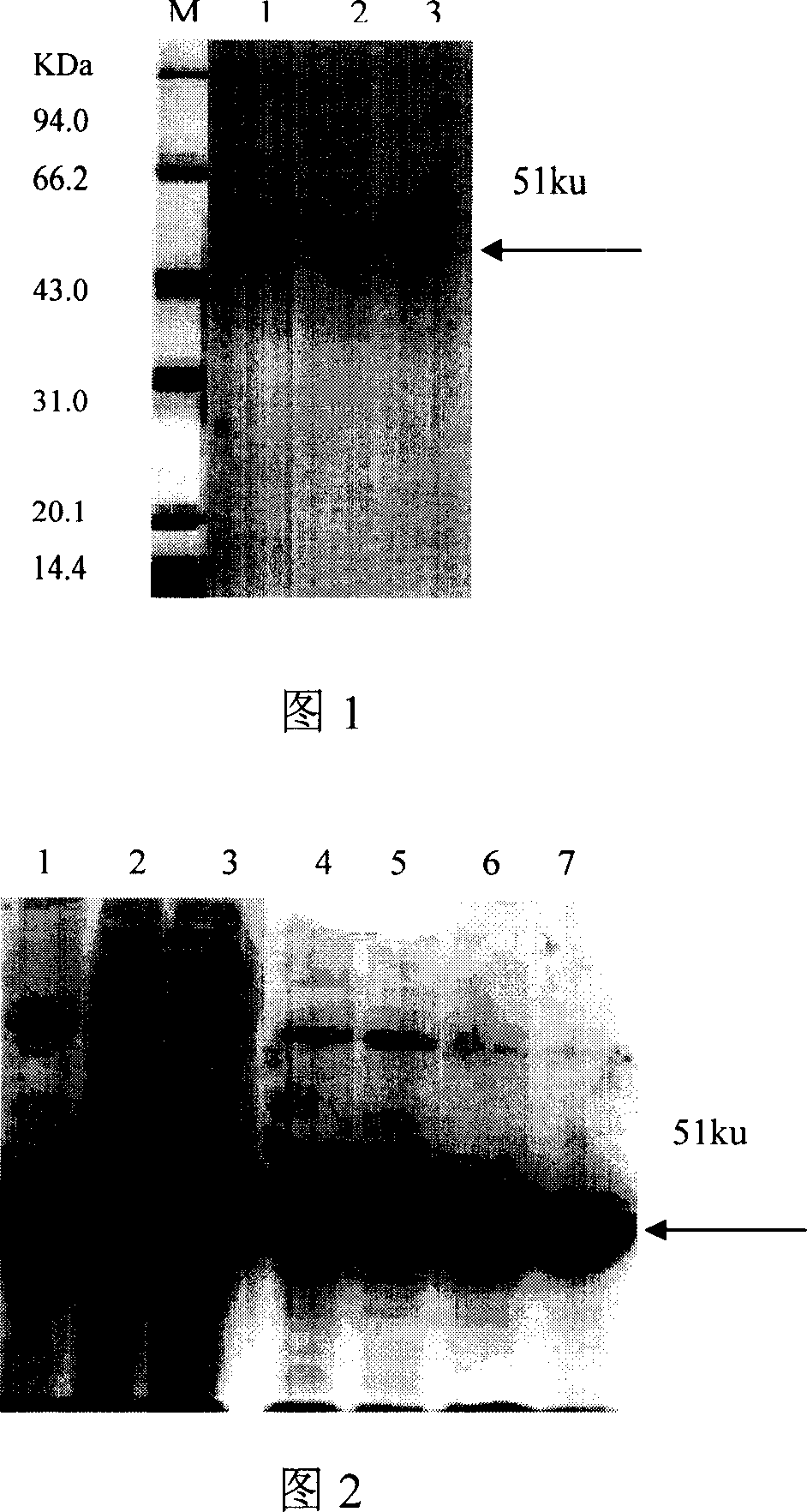 Method of producing brucella vaccine antigen protein