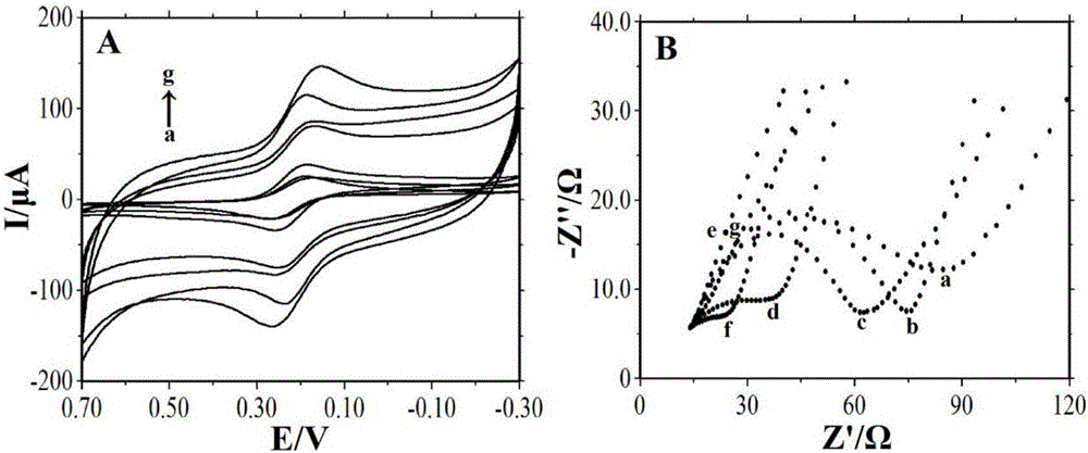 Preparation and application method of electrochemical reduction graphene oxide and nanogold modified electrode based DNA sensor