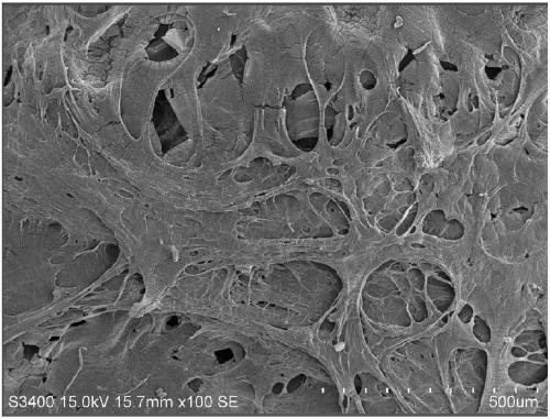 Degradable antifouling thermoplastic micro-airbag polymer elastomer material and preparation method thereof