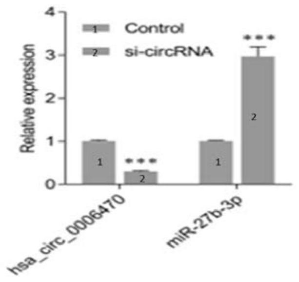 Application of hsa_circ_0006470 as target in preparation of miR-27b-3p regulator