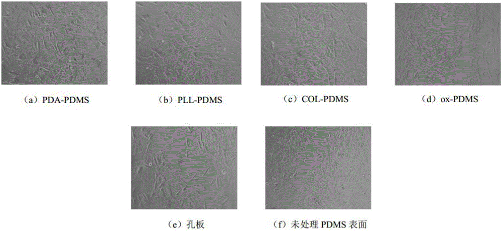 Method for quickly improving biological adhesiveness of laser patterned PDMS surface