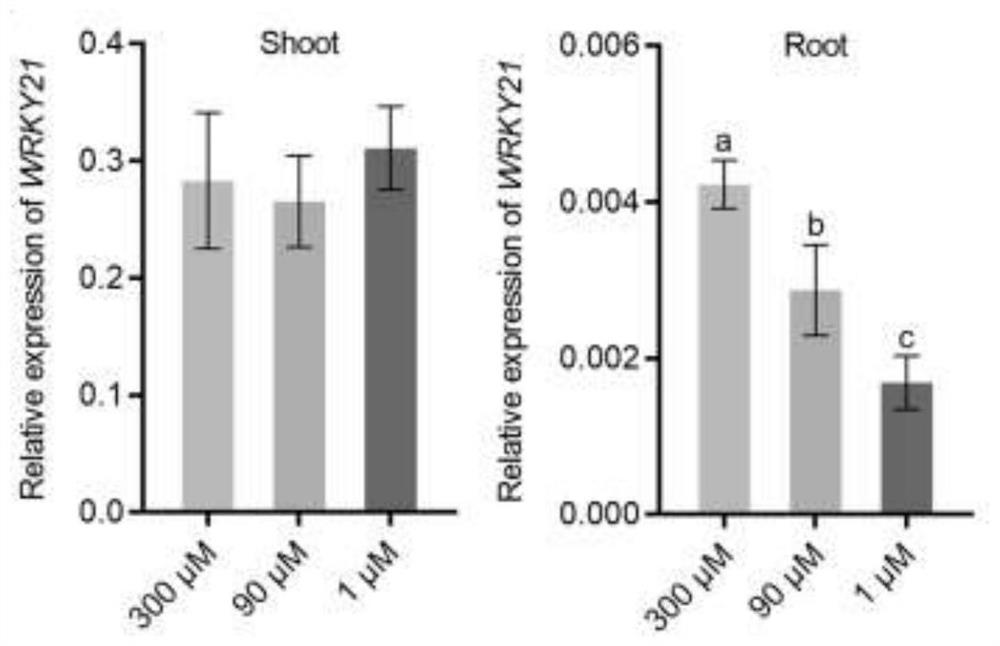 Applications of two WRKY transcription factor genes in rice and encoded proteins thereof