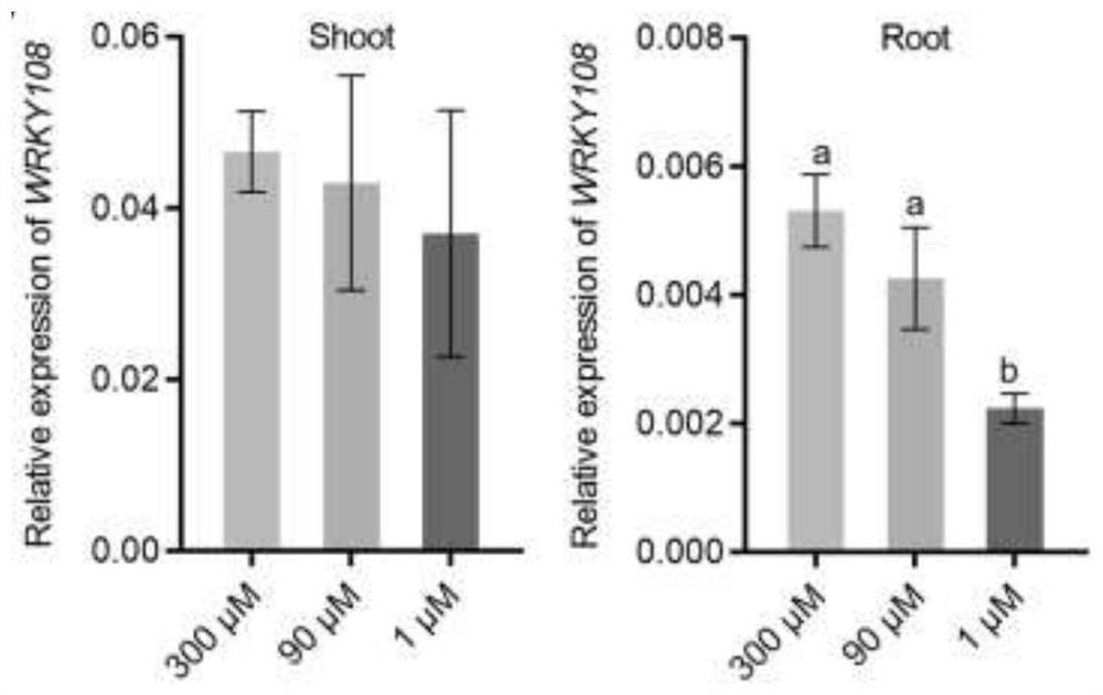 Applications of two WRKY transcription factor genes in rice and encoded proteins thereof