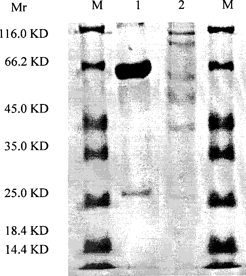 Mold toxin penicillic acid monoclone antibody and preparation method thereof