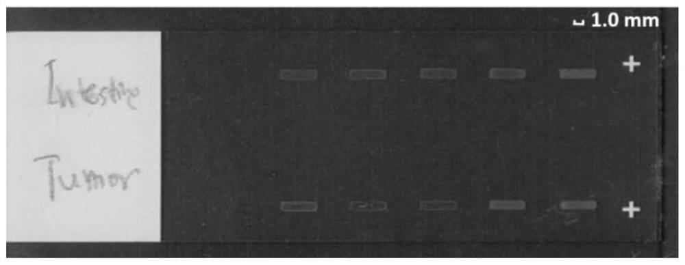 A thin slice of simulated biological tissue, its preparation method and its application and device