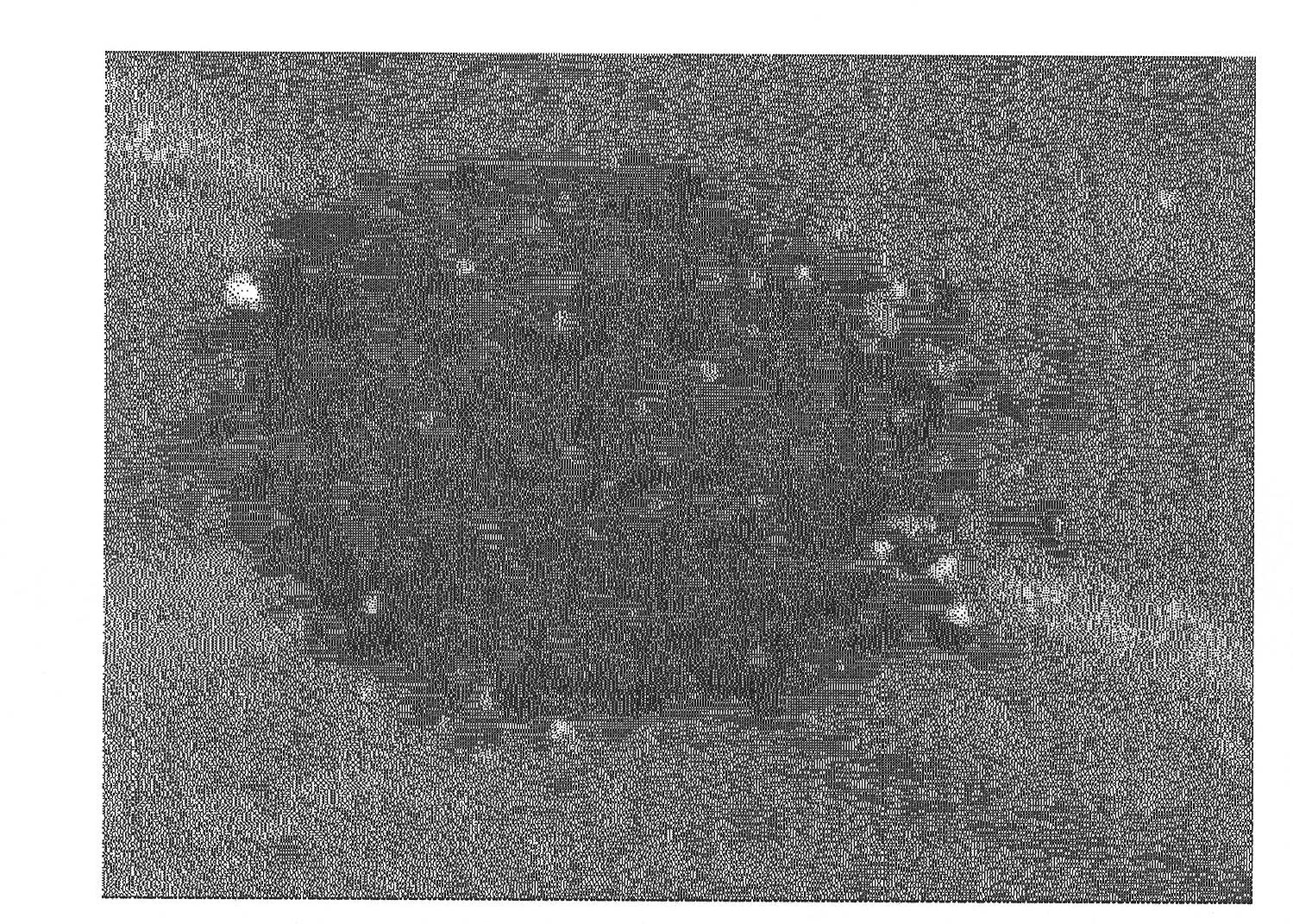 Silver-containing powder, method for producing the same, conductive paste using the same, and plastic substrate