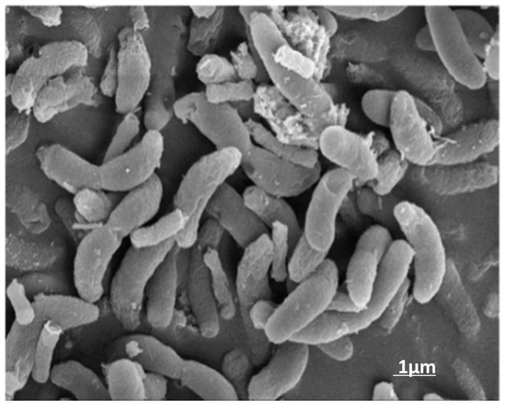 Citrobacter, application of citrobacter in treatment of sulphate-containing waste water, and separation and identification method of citrobacter