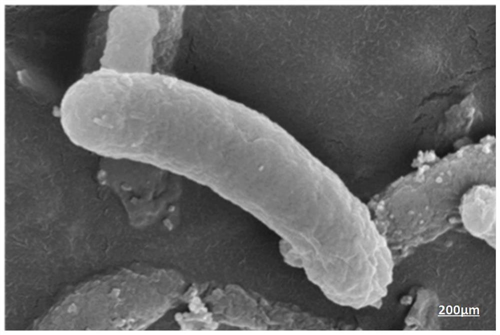 Citrobacter, application of citrobacter in treatment of sulphate-containing waste water, and separation and identification method of citrobacter