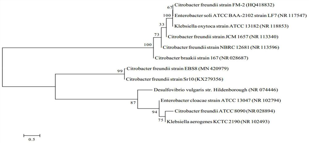 Citrobacter, application of citrobacter in treatment of sulphate-containing waste water, and separation and identification method of citrobacter