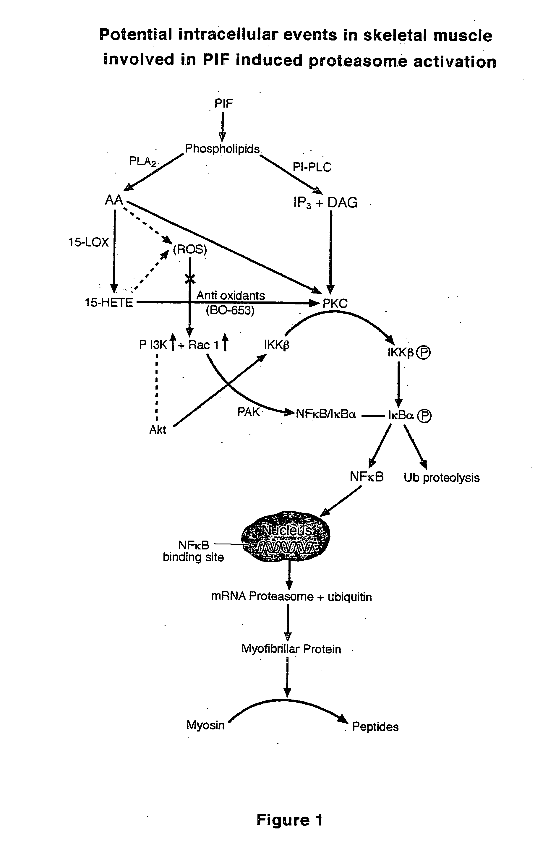 HMB compositions and uses thereof