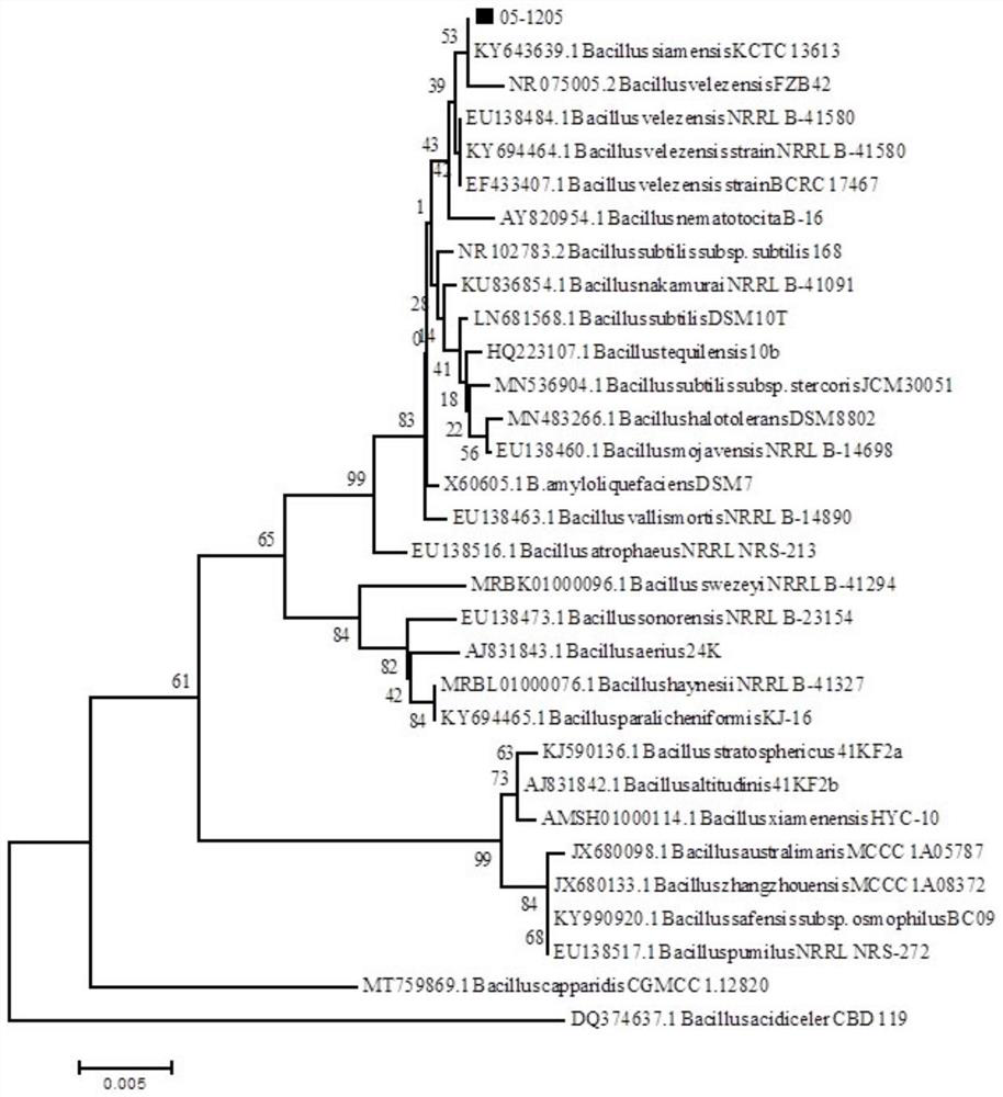 Bacillus velezensis 05-1205 as well as acquisition method and application thereof