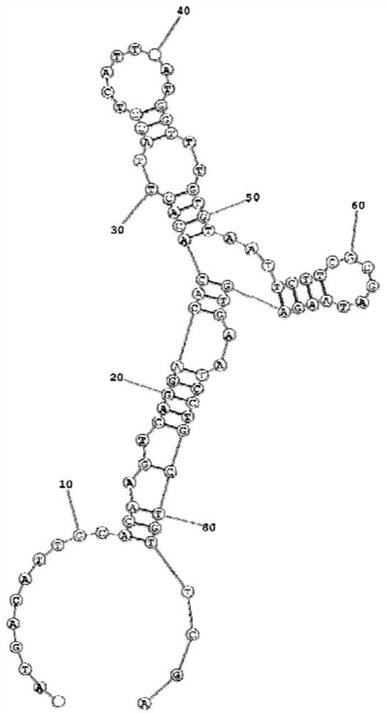 Kit for detecting EB virus/HCMV and application thereof