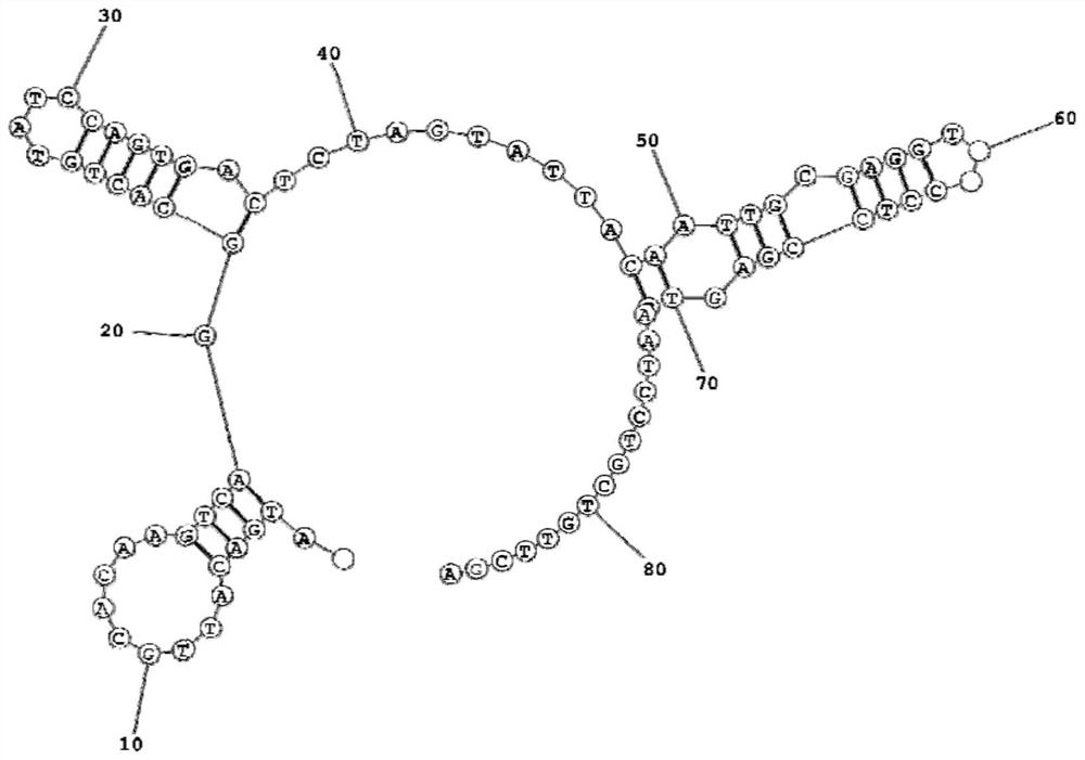 Kit for detecting EB virus/HCMV and application thereof