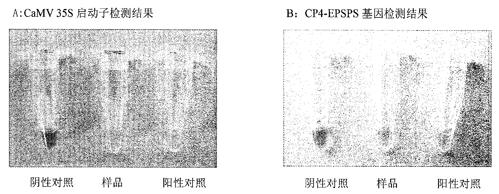 Preparation and test method of rapid test kit for Roundup Ready transgenic Soybean and processed products thereof