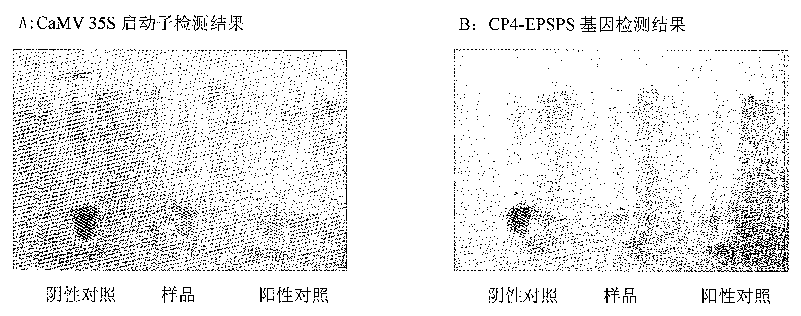 Preparation and test method of rapid test kit for Roundup Ready transgenic Soybean and processed products thereof