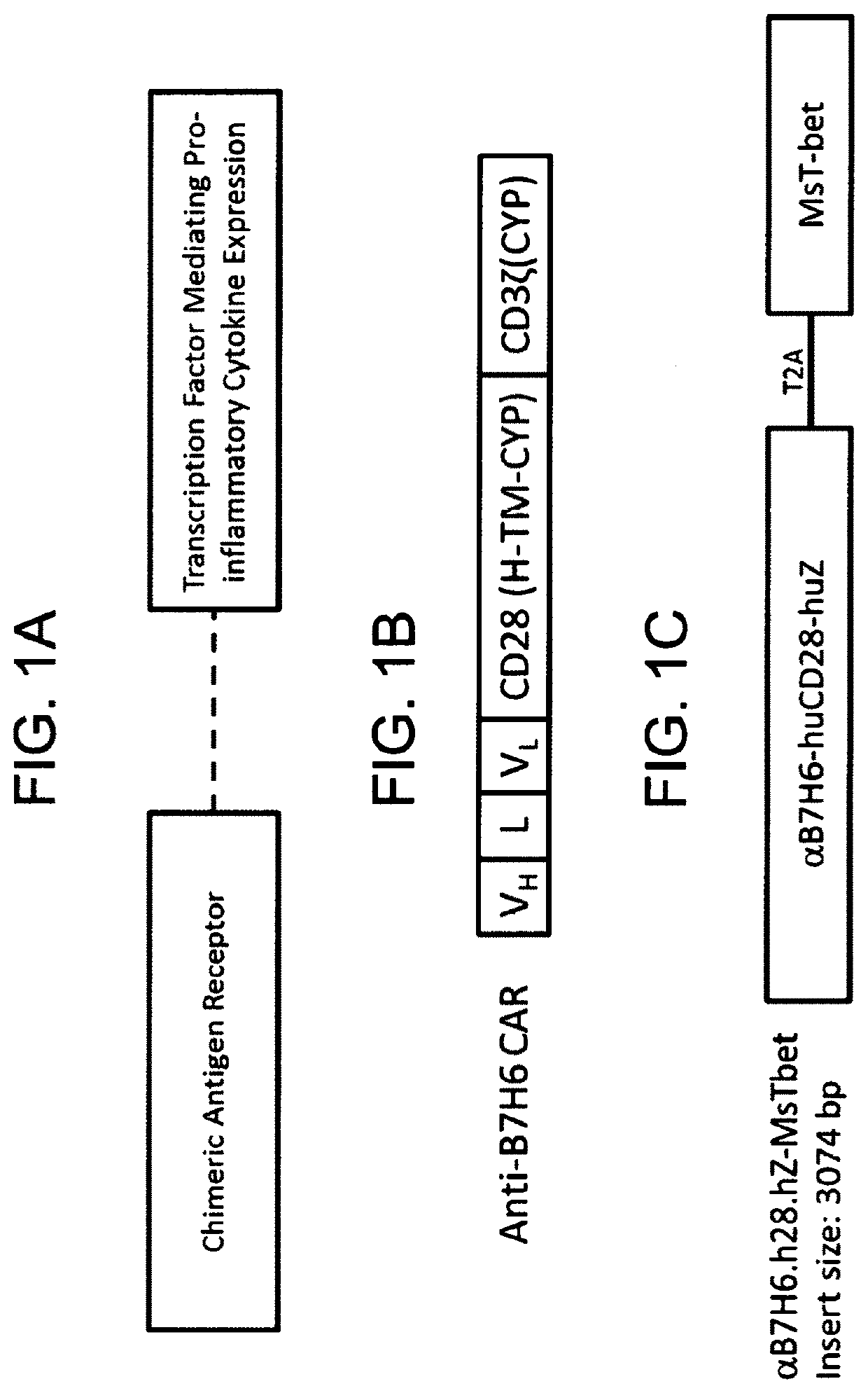 Nucleic acid constructs for co-expression of chimeric antigen receptor and transcription factor, cells containing and therapeutic use thereof