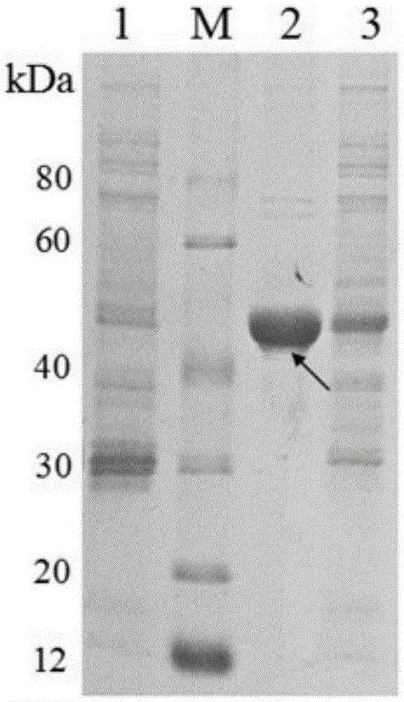 Application of Bifidobacterium longum protein in improvement of antibiotics sensitivity of Salmonella typhimurium