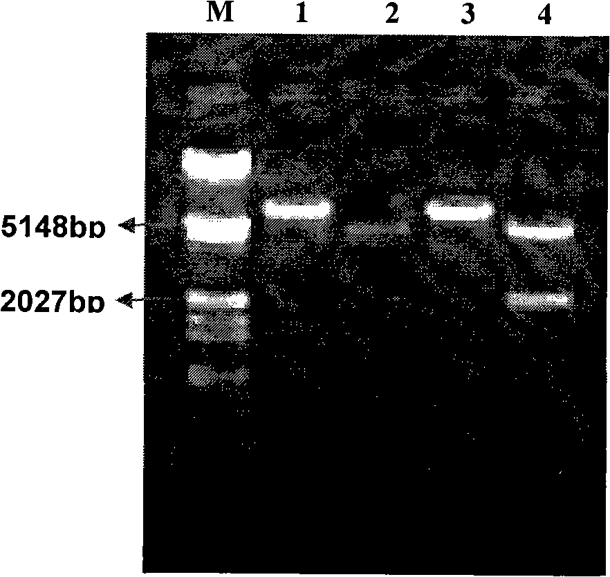 Artificial synthetic high gene order expression high virulence protein for lepidoptera pest and use thereof