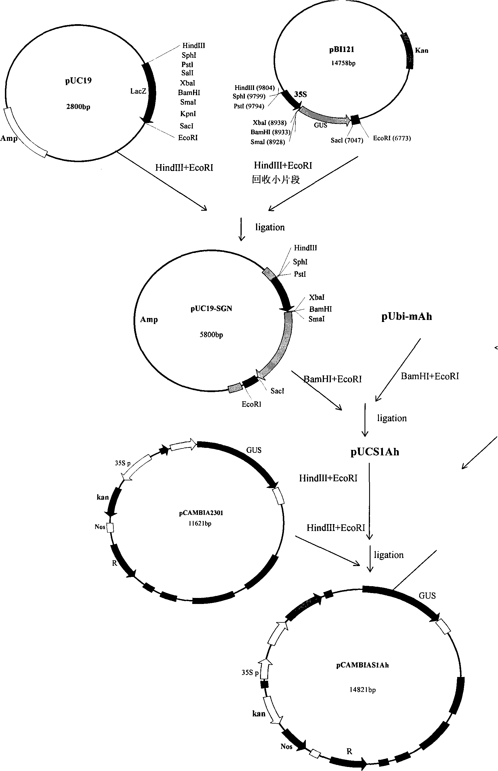 Artificial synthetic high gene order expression high virulence protein for lepidoptera pest and use thereof