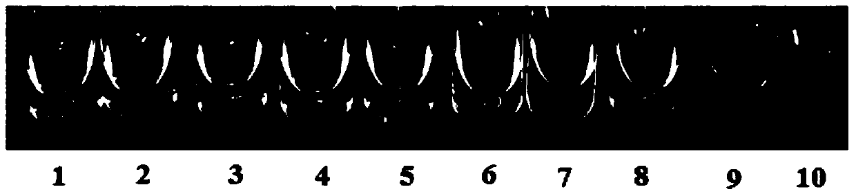 High-glyphosate-tolerance EPSP synthase (5-enolpyruvylshikimate-3-phosphate synthase), and coding gene and application thereof