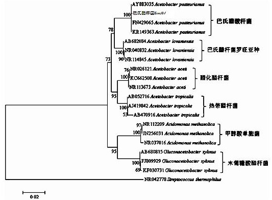 A kind of sushi vinegar acetic bacteria and method for fermenting sushi vinegar and application in sushi