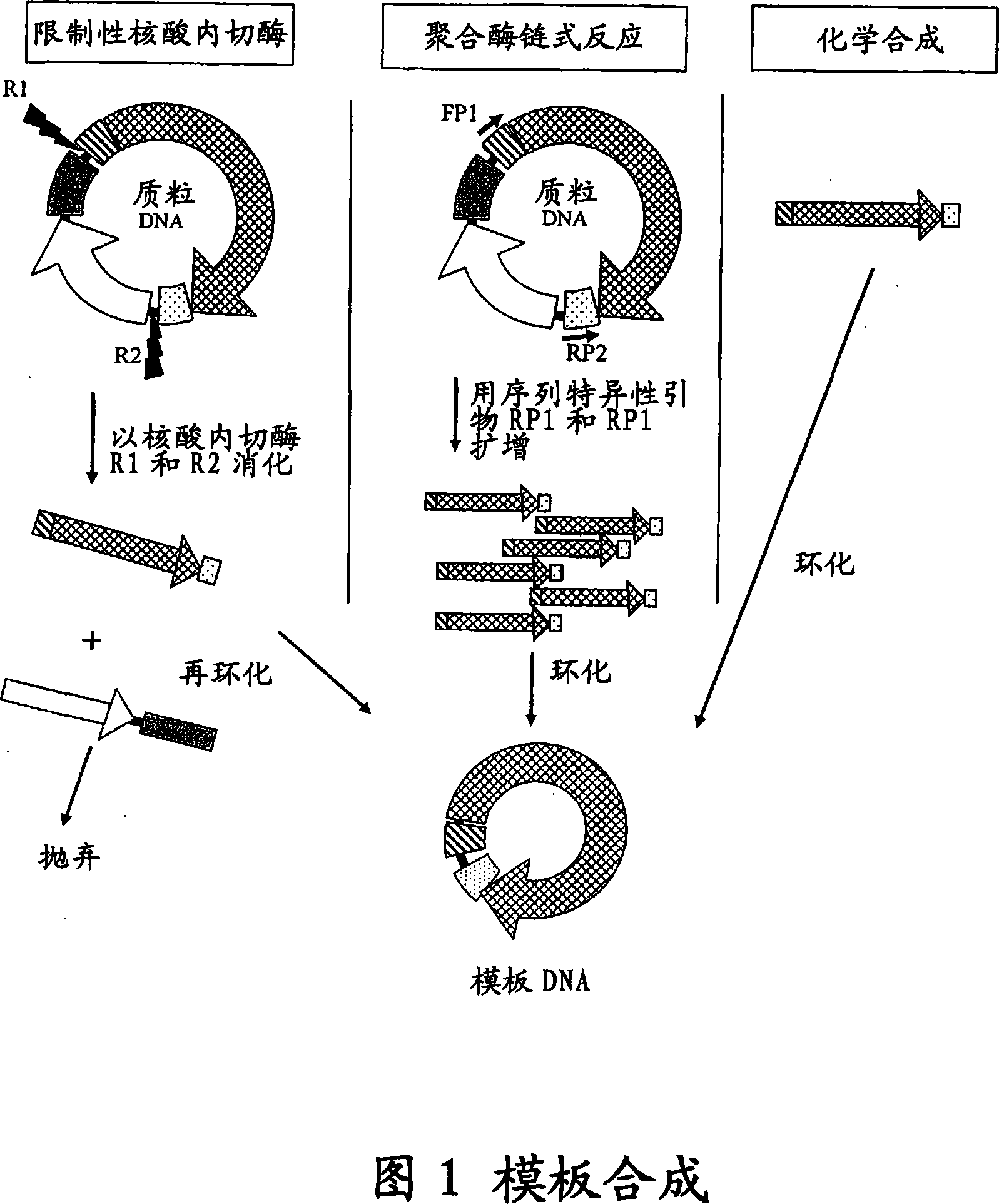 Cell free biosynthesis of high-quality nucleic acid and uses thereof