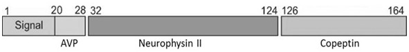 Copeptin antibody preparation and detection establishing method