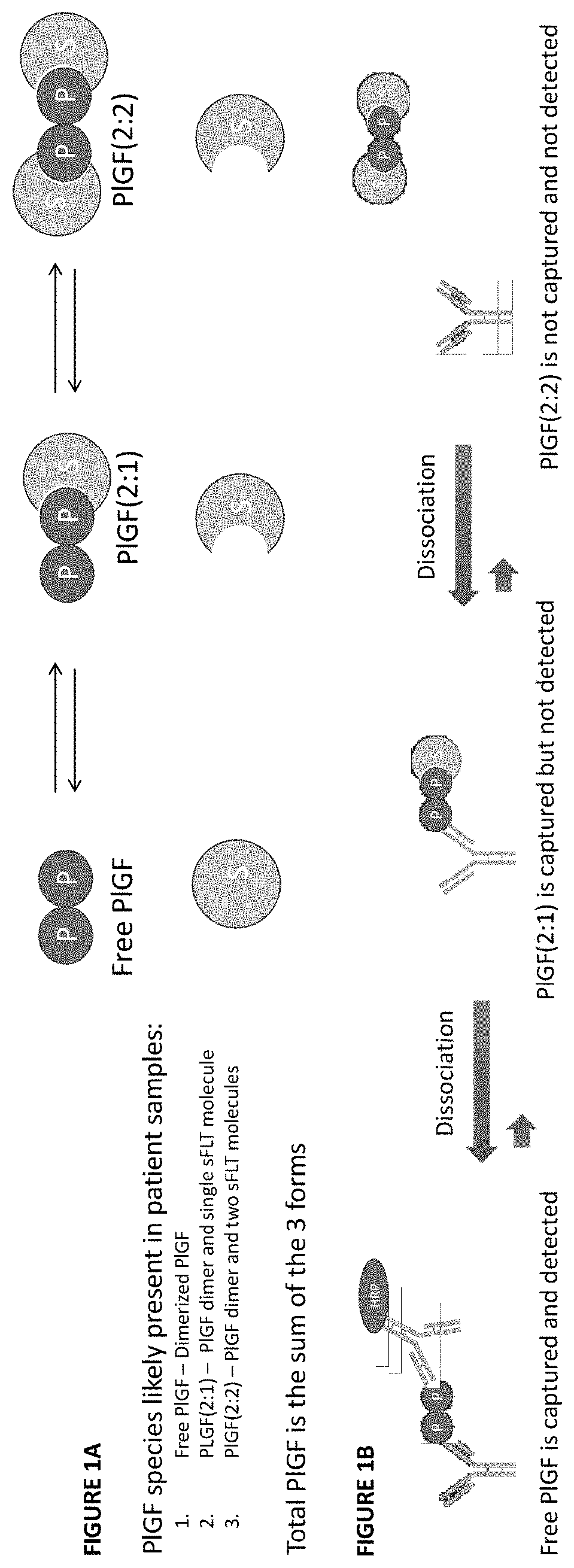 Assessment of preeclampsia using assays for free and dissociated placental growth factor