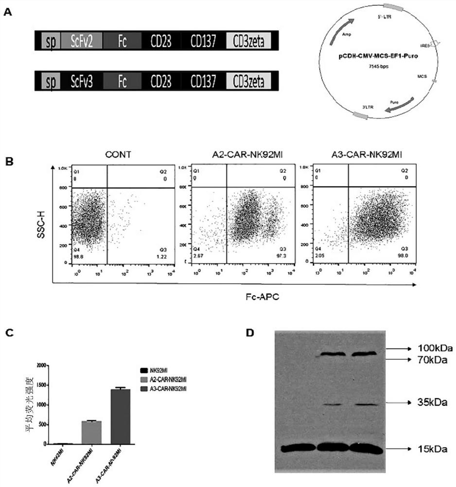 Targeting csf1r chimeric antigen receptor modified nk92mi cells and T cells and their preparation and application