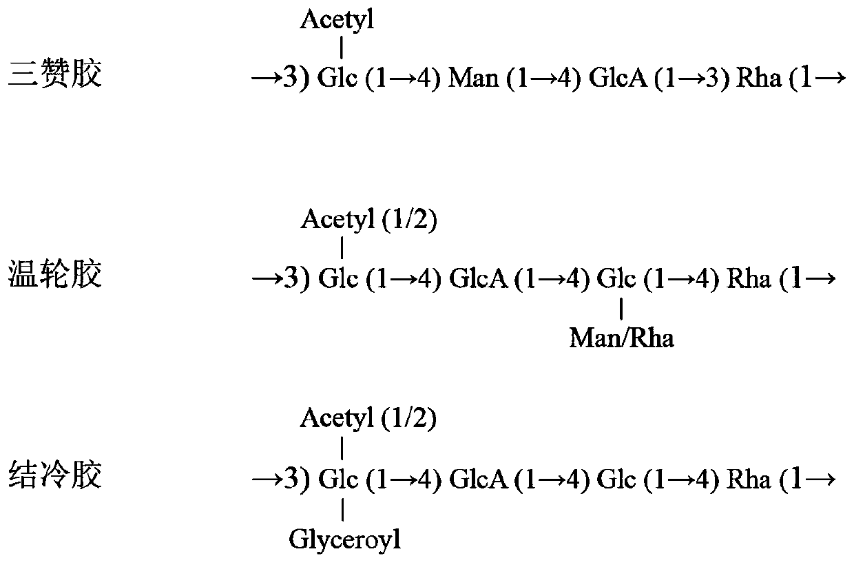 Molecular marker used for identification of Sanzan gum and synthesis bacteria thereof, and preparation and application of molecular marker