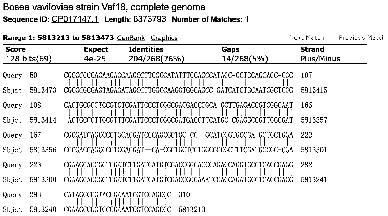 Molecular marker used for identification of Sanzan gum and synthesis bacteria thereof, and preparation and application of molecular marker