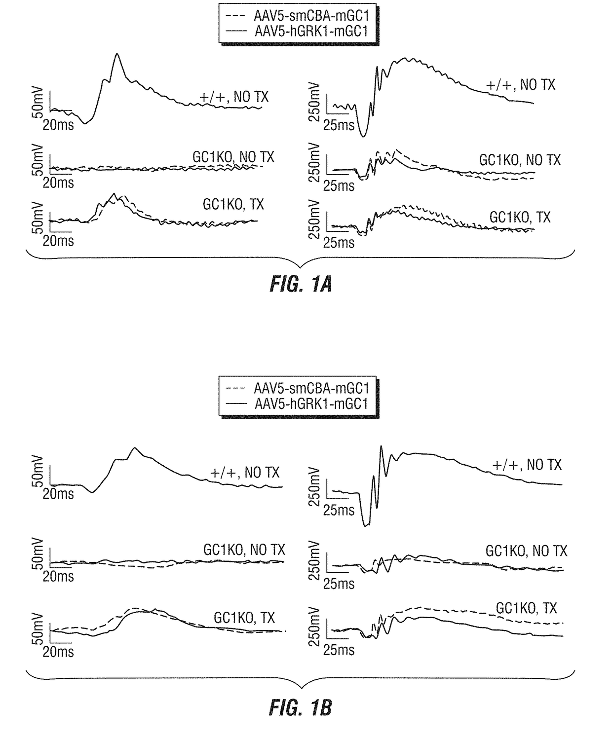 Raav-guanylate cyclase compositions and methods for treating leber's congenital amaurosis-1 (LCA1)