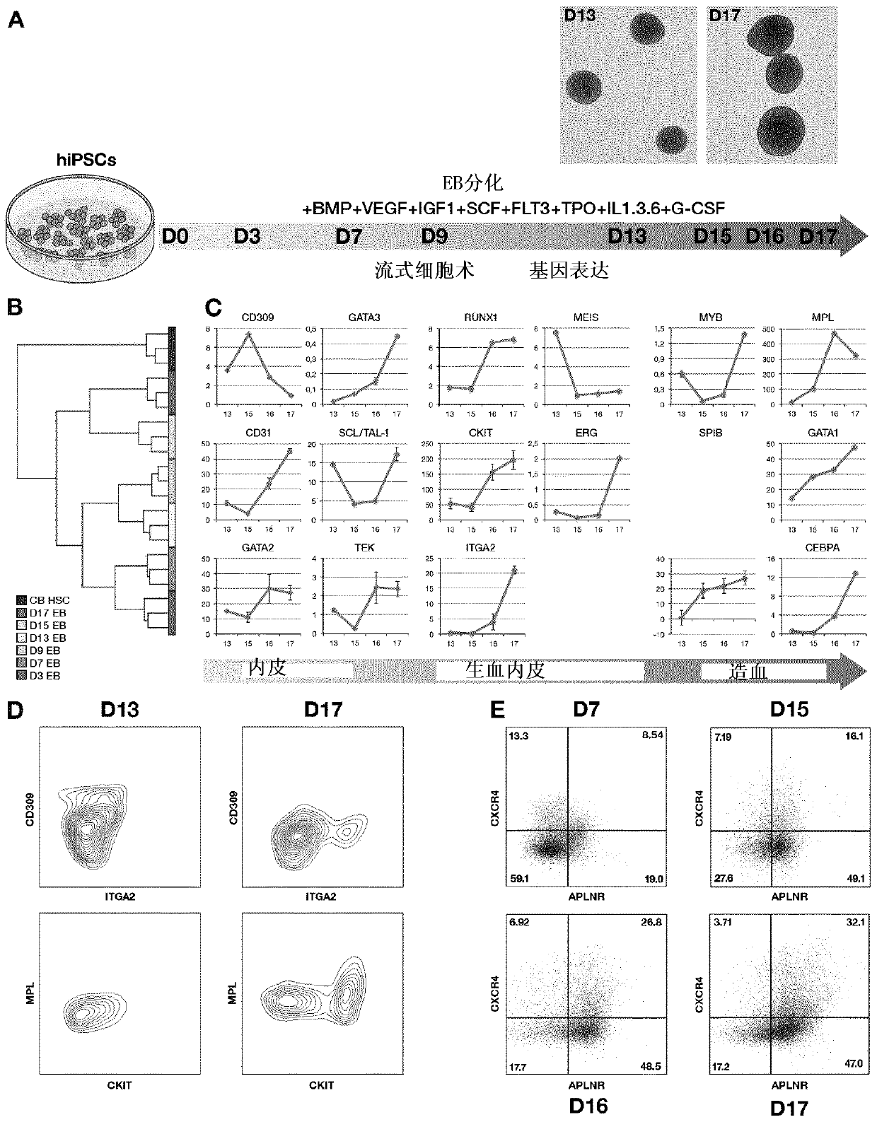 Methods of improving hematopoietic grafts