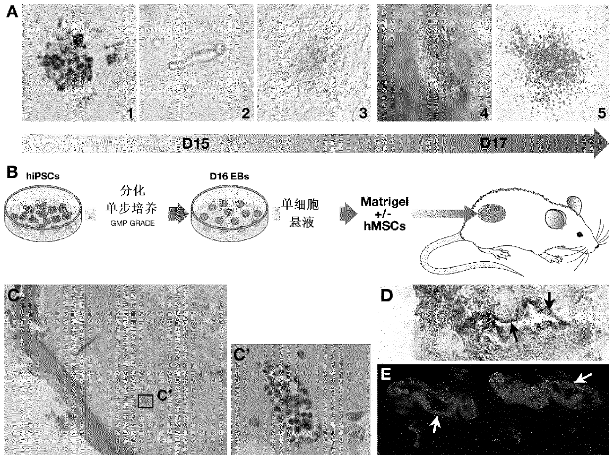 Methods of improving hematopoietic grafts