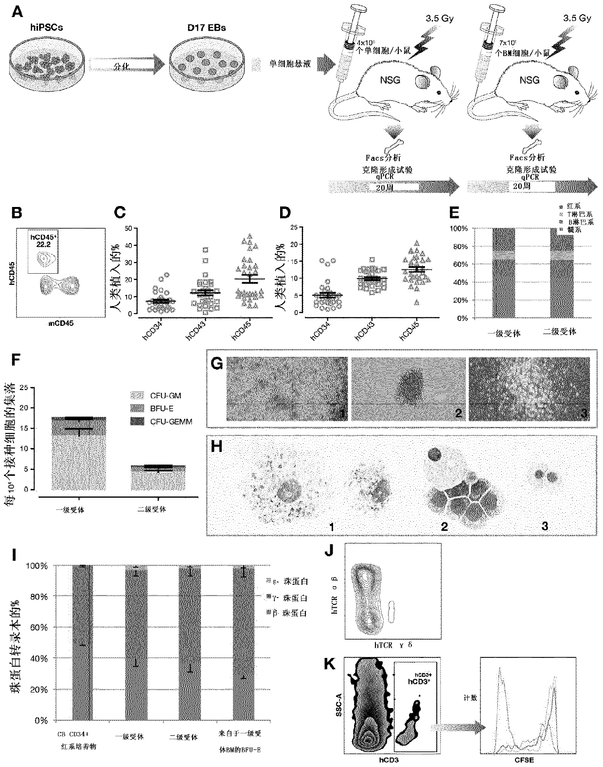 Methods of improving hematopoietic grafts