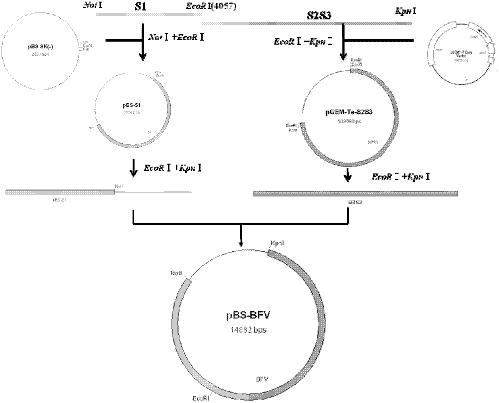 Construction and application of an infectious clone of bovine foamy virus