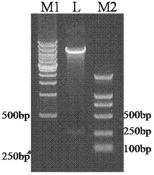 Recombinant adenovirus high expression vector for promoting effective presentation of hantavirus fusion protein G1S0.7