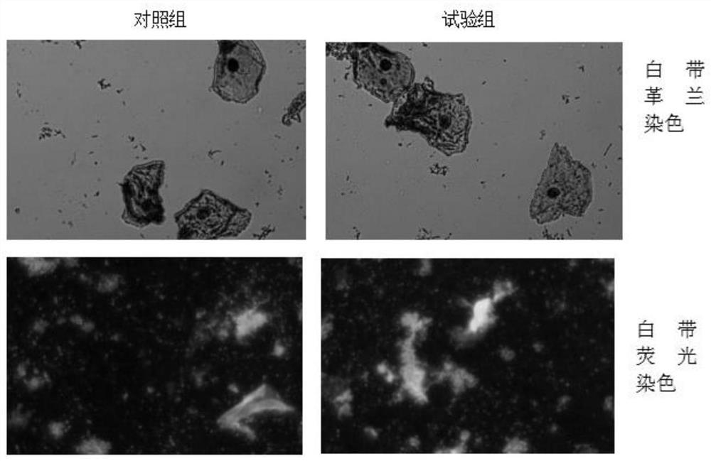 Biological sample safety protective agent and application thereof