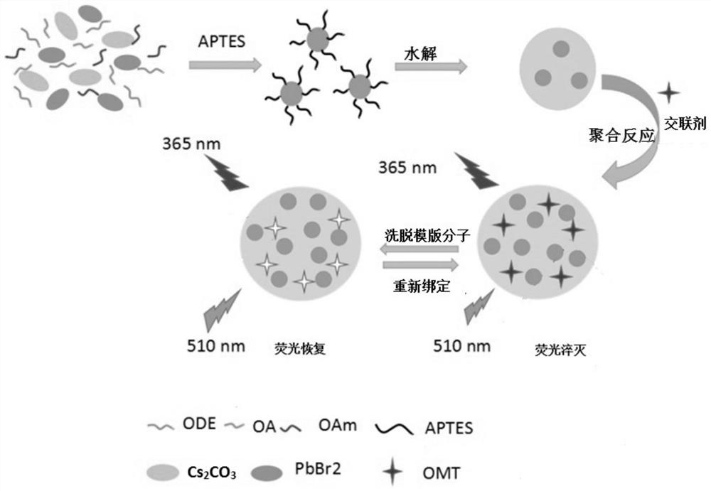 cspbbr for detection of omethoate  <sub>3</sub> Perovskite quantum dot-molecularly imprinted fluorescent sensor and its preparation method