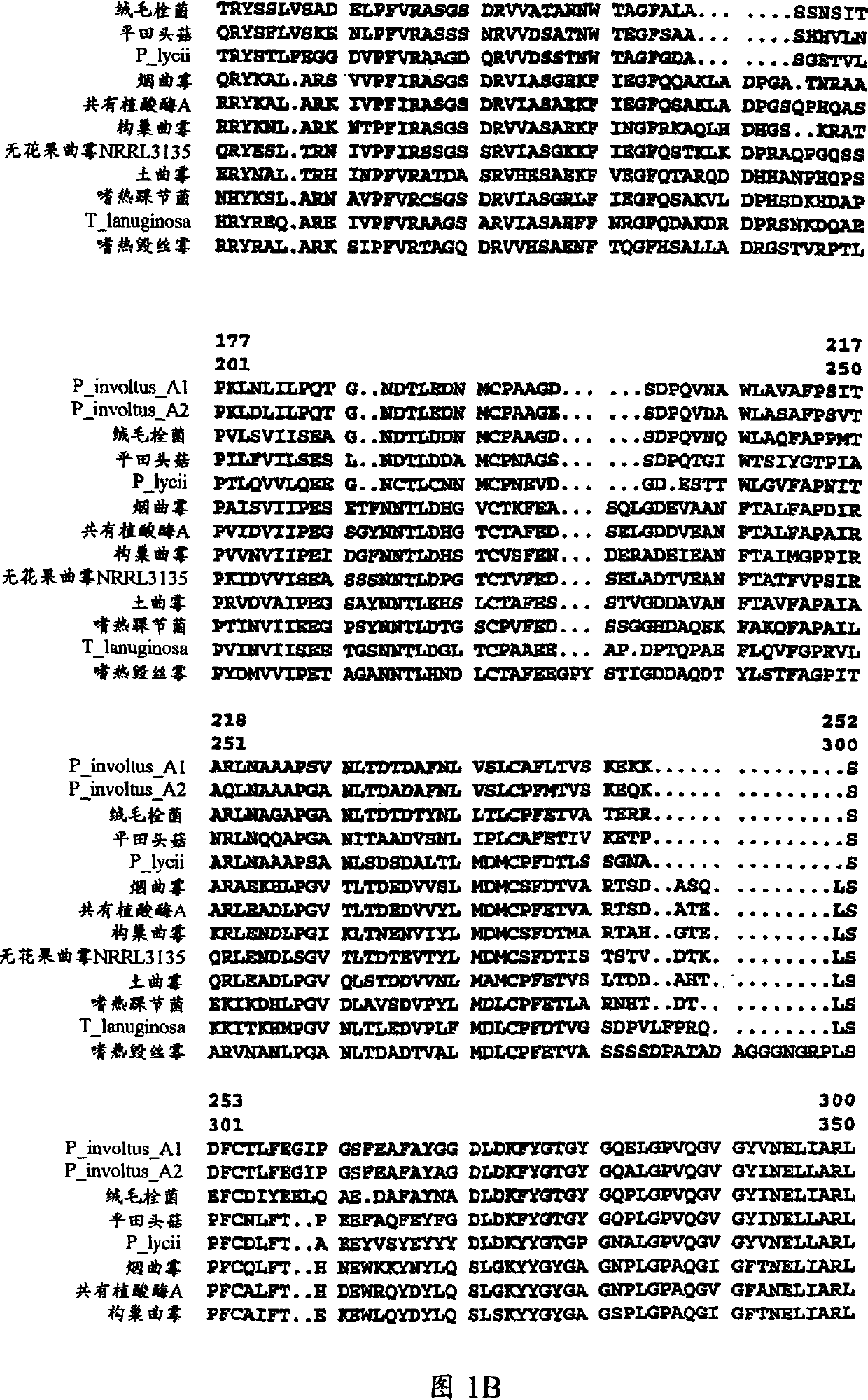 Phytase variants